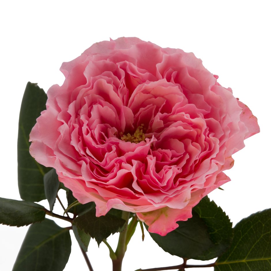Mayra Pink роза