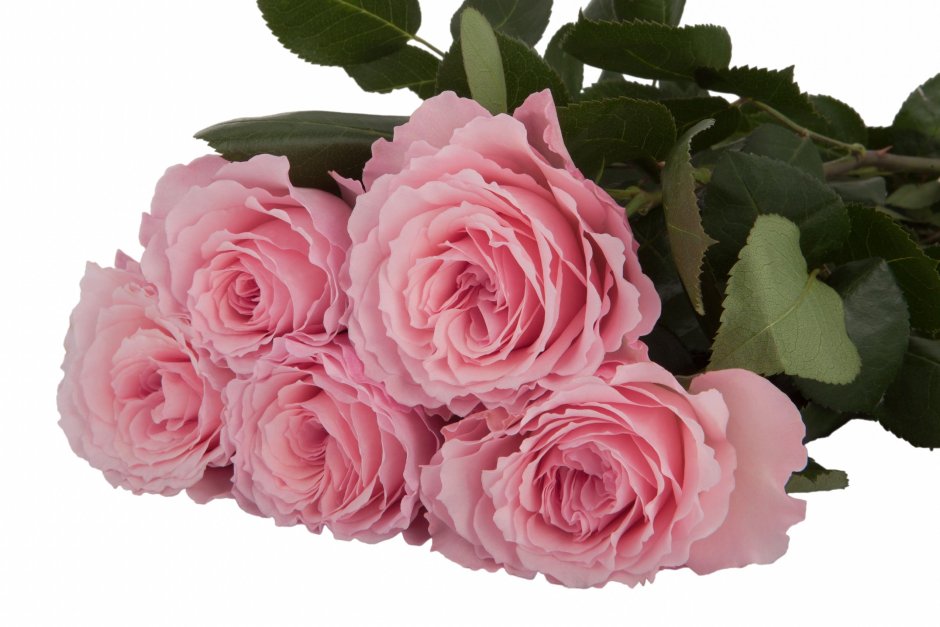Роза пион. (Mayra's Bridal Pink) /