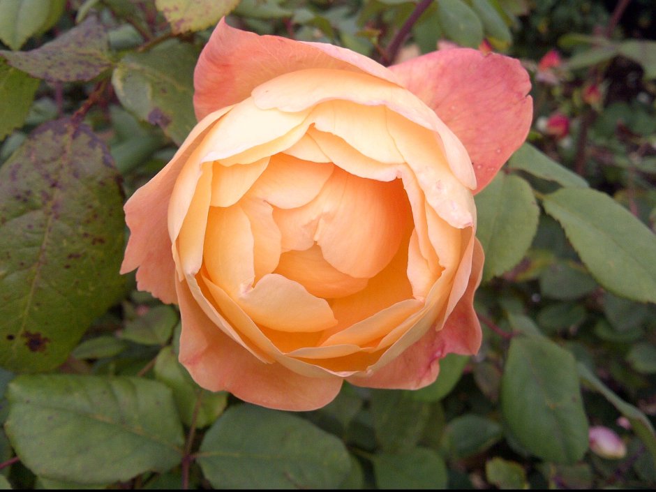 Роза Дукат персиковый