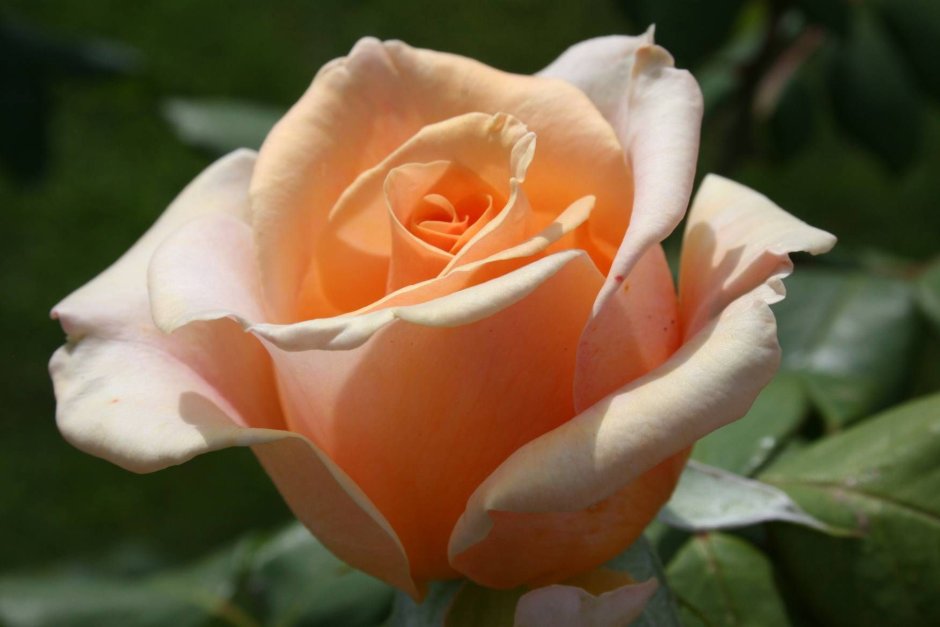 Персиковая роза с большими бутонами