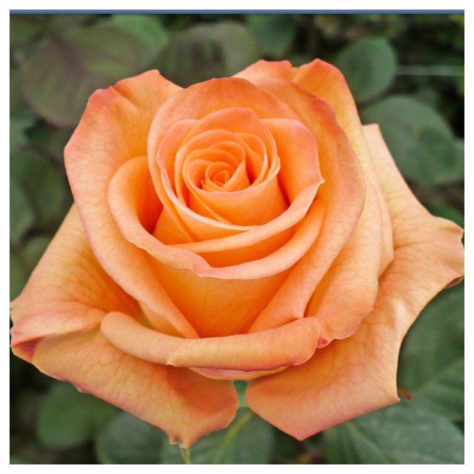 Роза чайно-гибридная Азафран