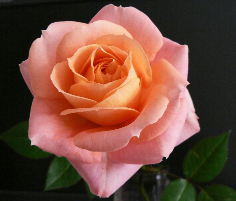 Роза персиковый Амбассадор