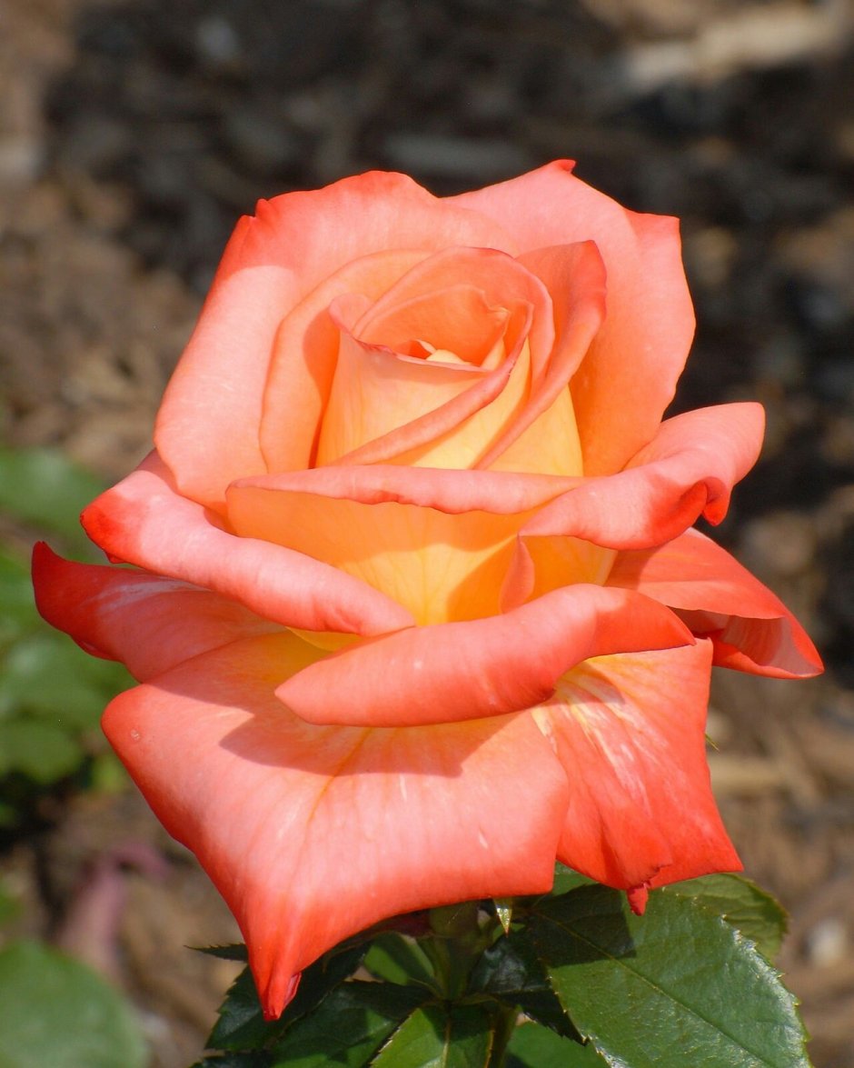 Роза бьютифул оранж