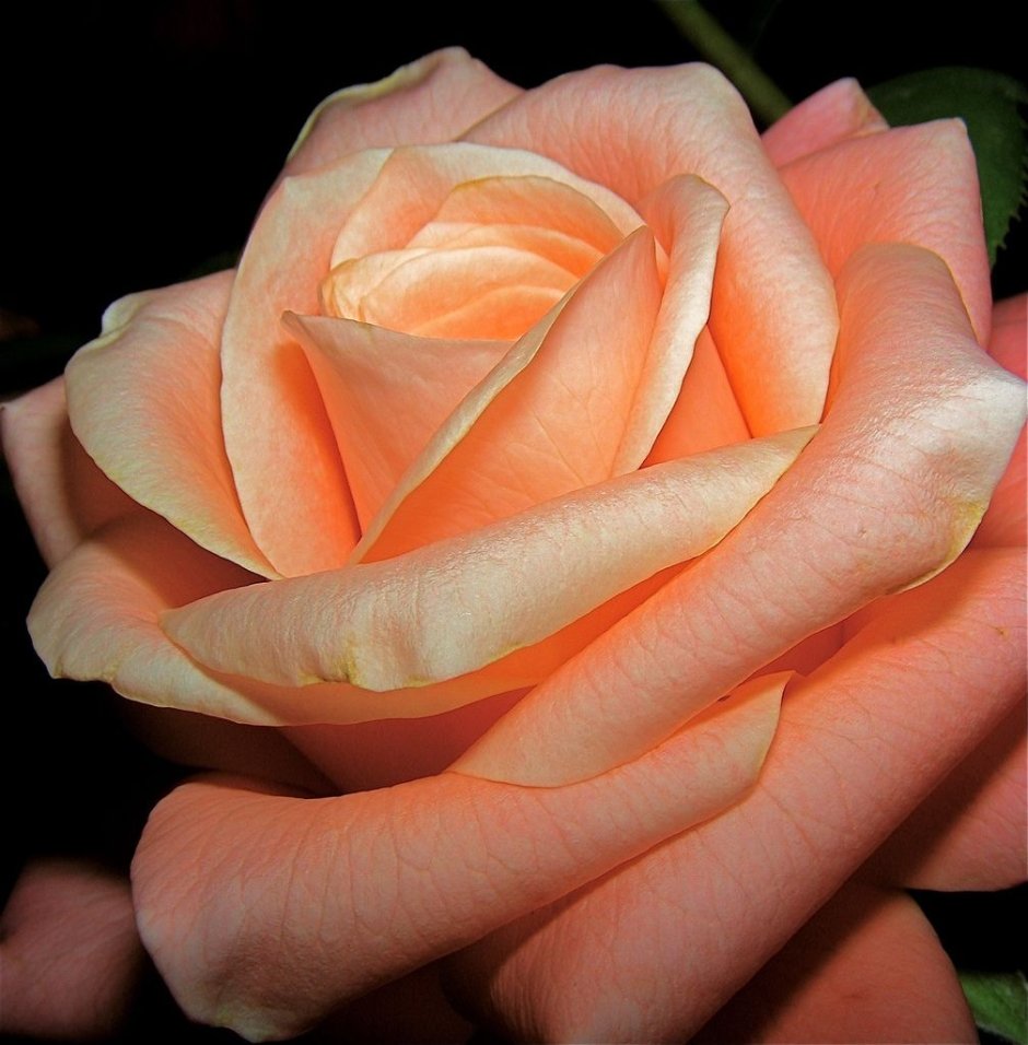 Роза персиково лососевый