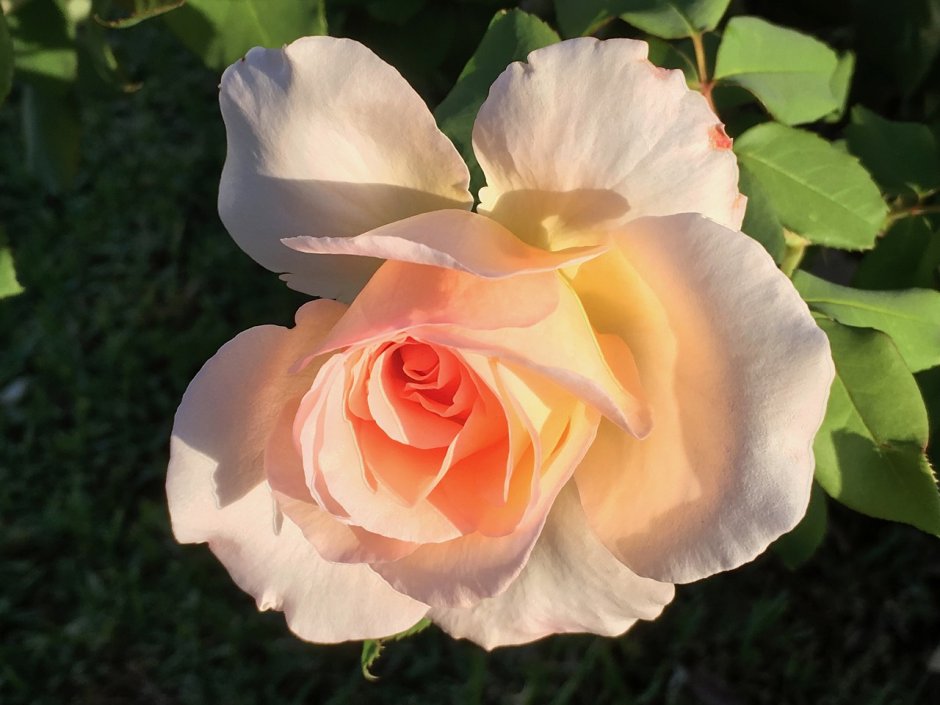 Пич Роуз роза