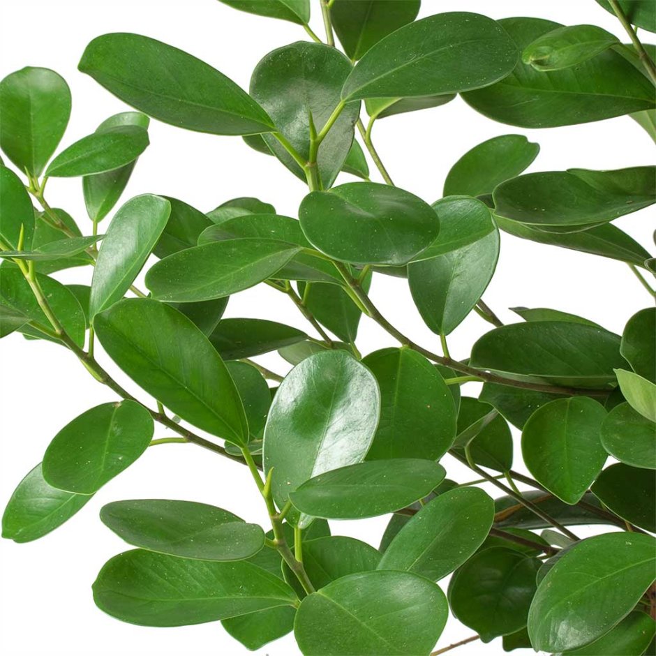 Ficus Hillii (microcarpa, фикус)