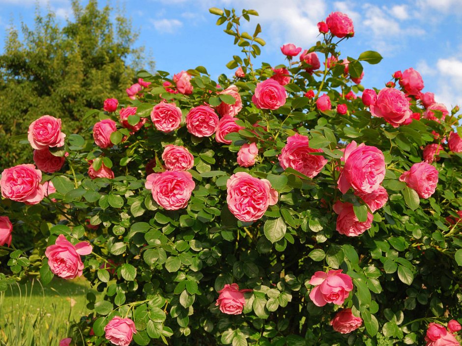 Роза кустарниковая (кустовая)
