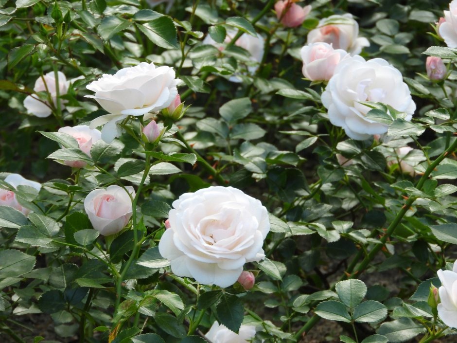 Роза меняющая цвет во время цветения