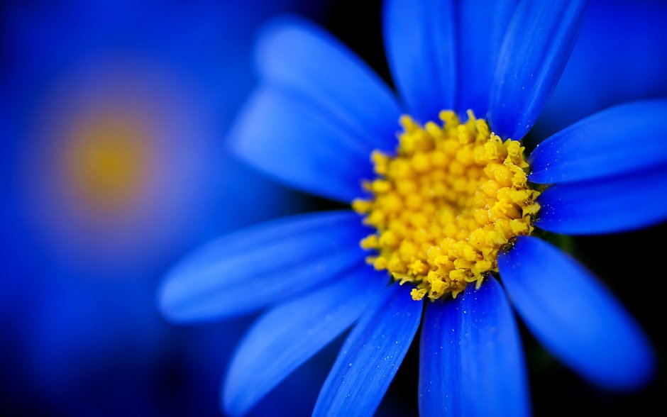 Яркие синие цветы
