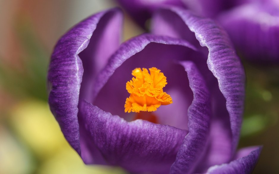 Цветок фокус Крокус