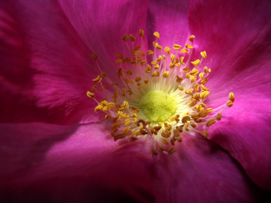 Цветок розовый с желтой серединой