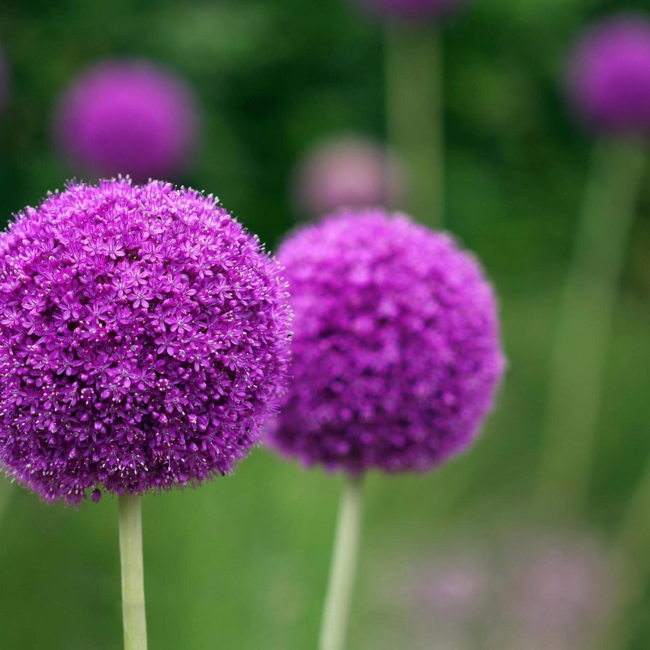 Фиолетовые шарообразные цветы