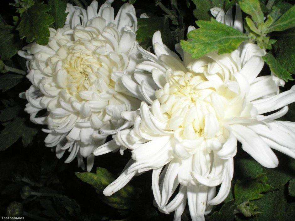 Хризантема белая корейка