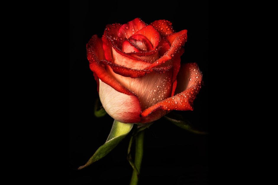 Фото Black Red Rose цветок