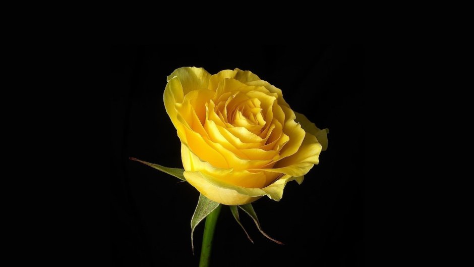 Желтая роза Голден Делайт