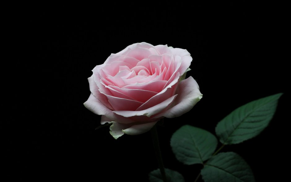 Розы на темном фоне на рабочий стол