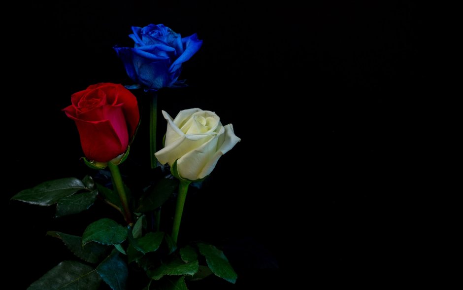 Цветы розы на черном фоне