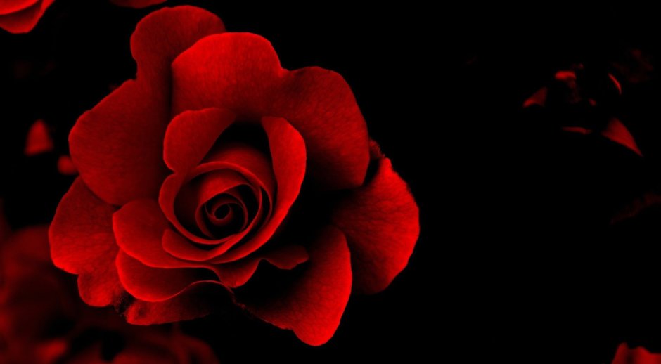Красные розы на темном фоне