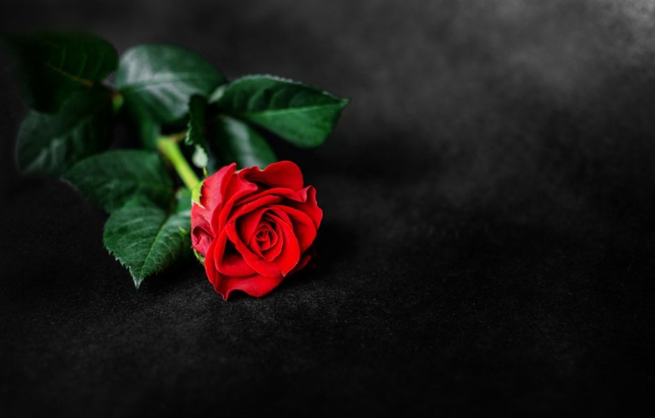 Розы лежат на темном фоне