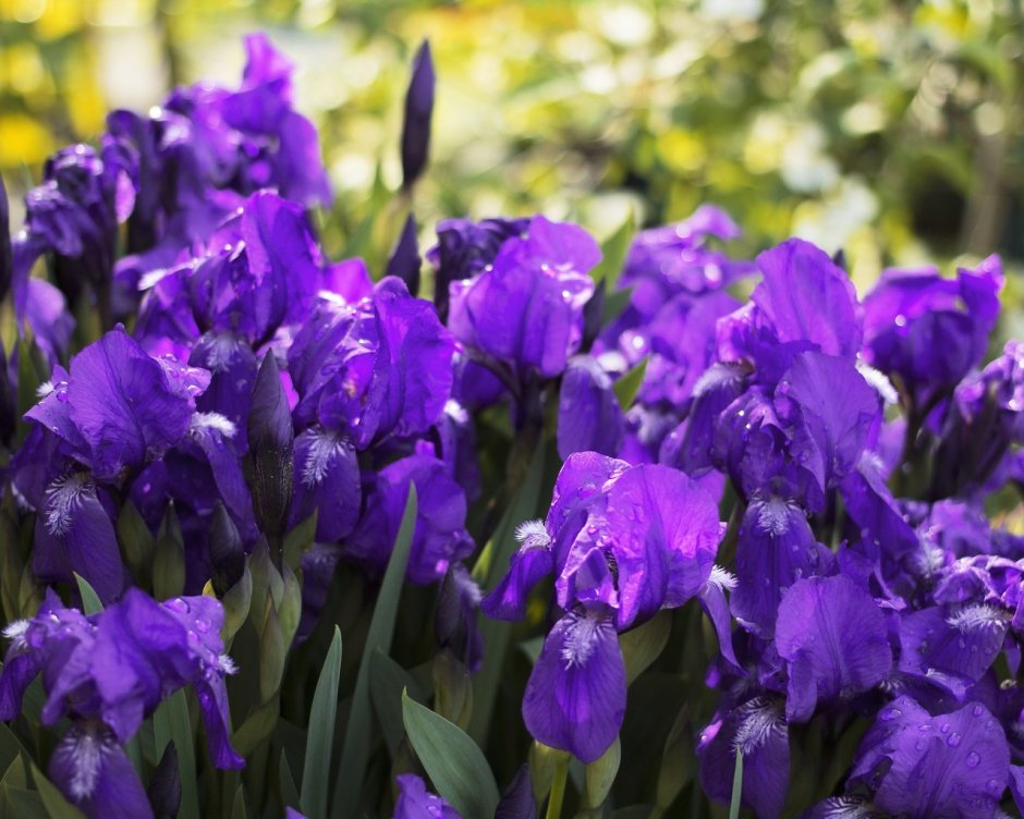 Ирисы цветы фиолетовые