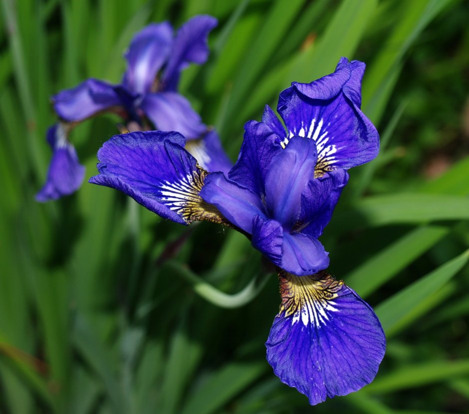 Ирис мелкоцветковый синий