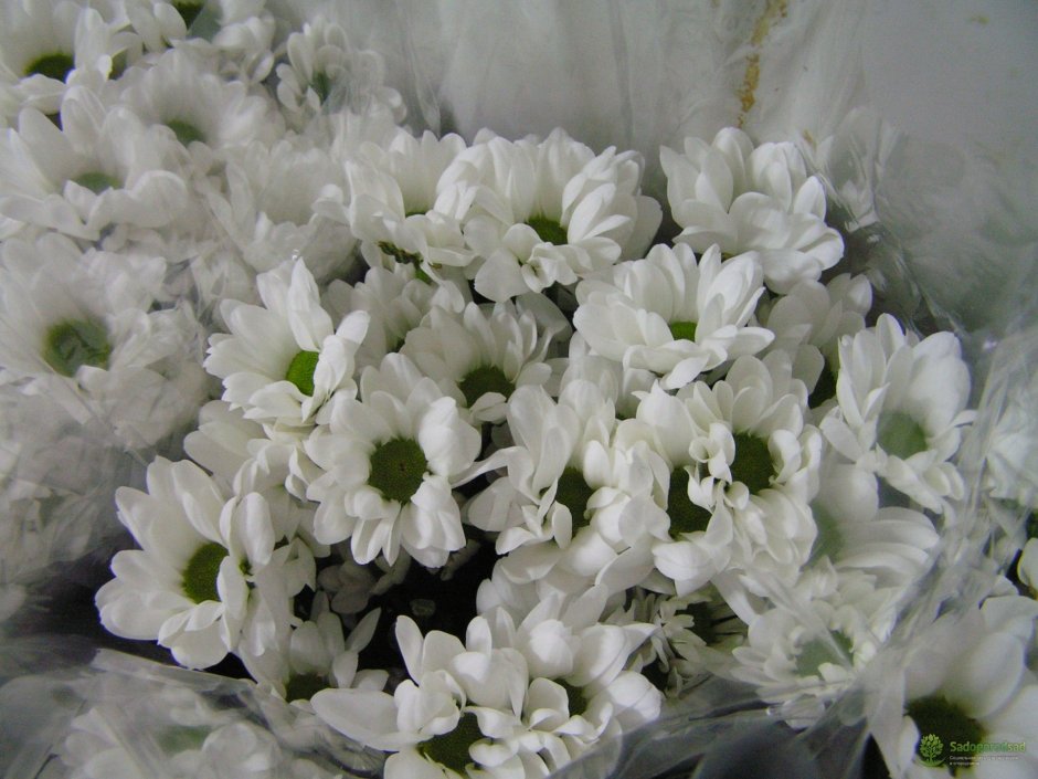 Белая Хризантема бакарди