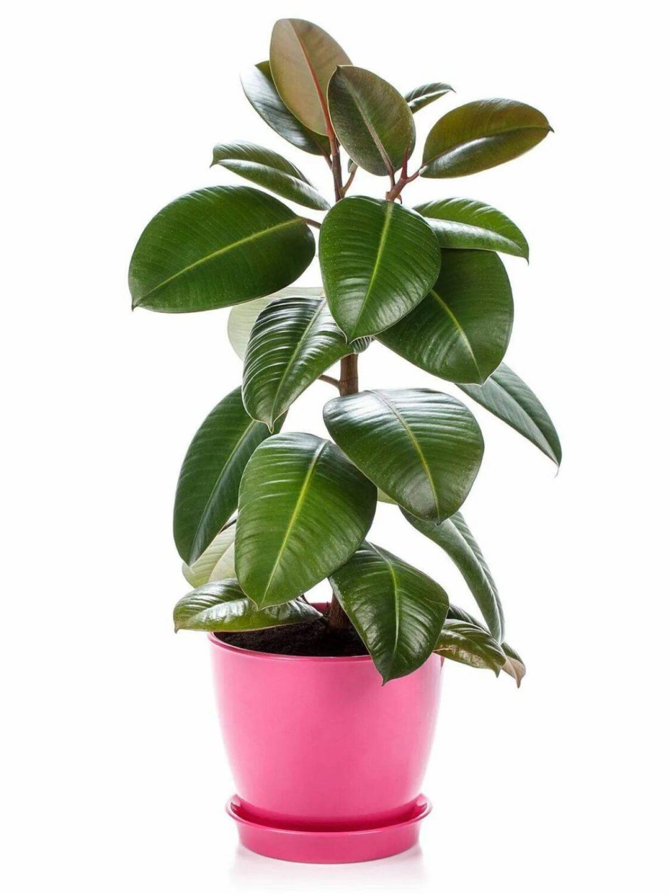 Фикус Робуста (Ficus elastica robusta)