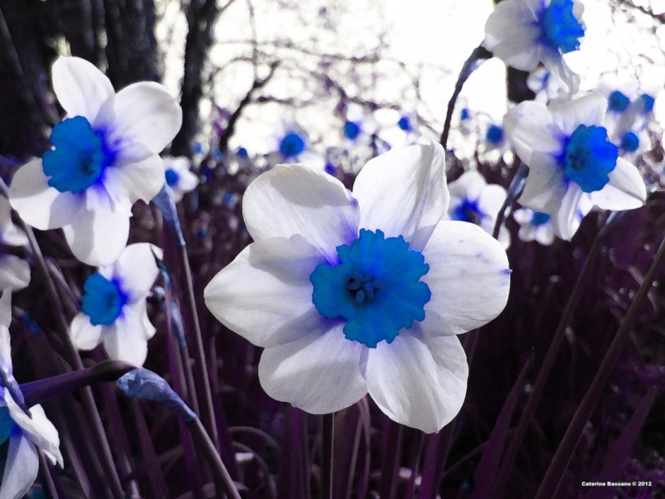 Нарцисс цветок голубой