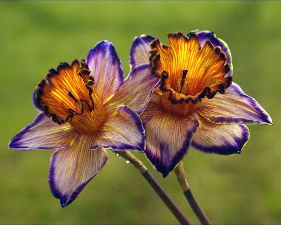 Нарцисс фиолетовый сорт
