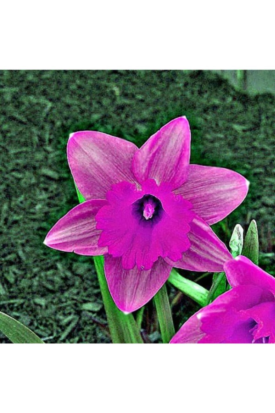 Нарцисс фиолетовый