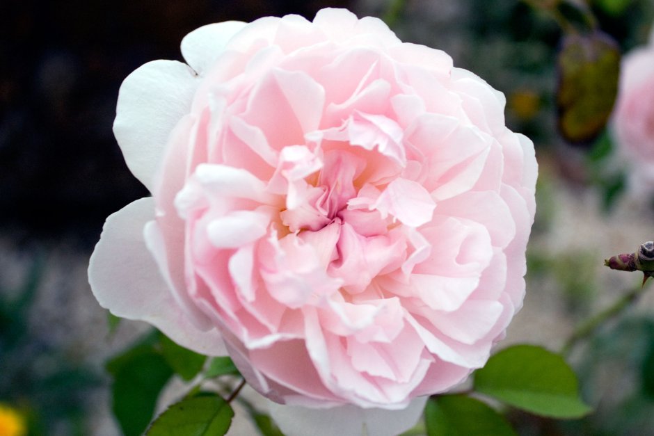 Margaret Roberts роза