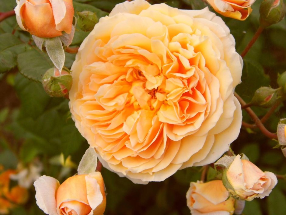 Роза Crown Princess Margaretha