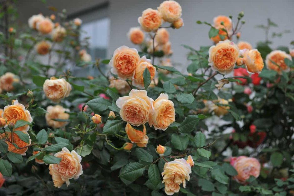 Розы кустовой Crown Princess Margaretha
