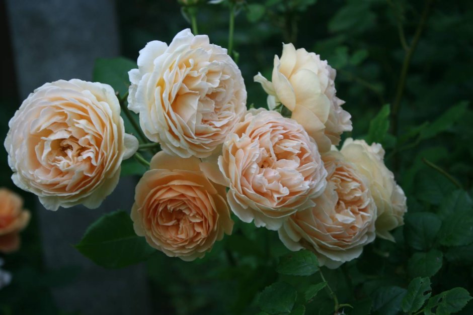 Роза Crown Princess Margareta двулетка