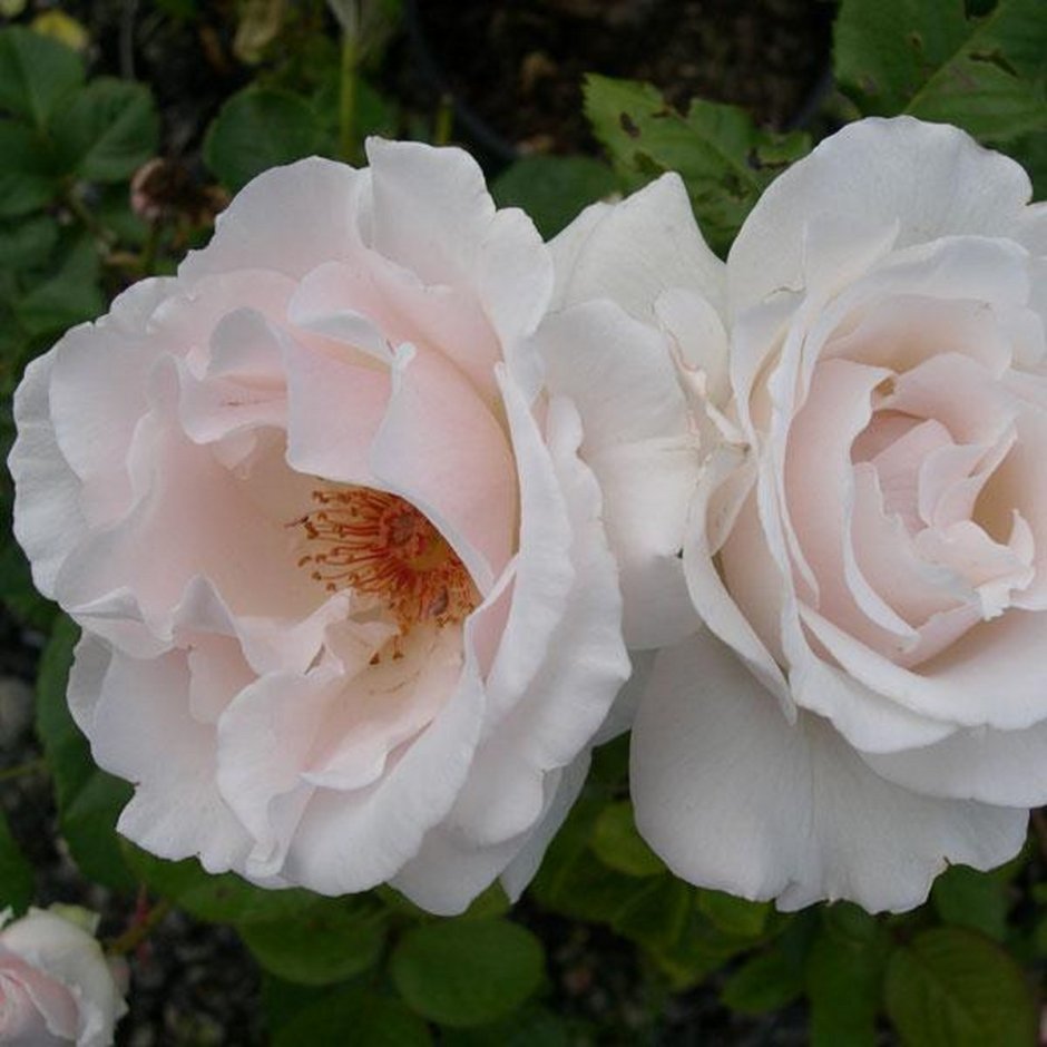 Роза флорибунда Margaret Merrill