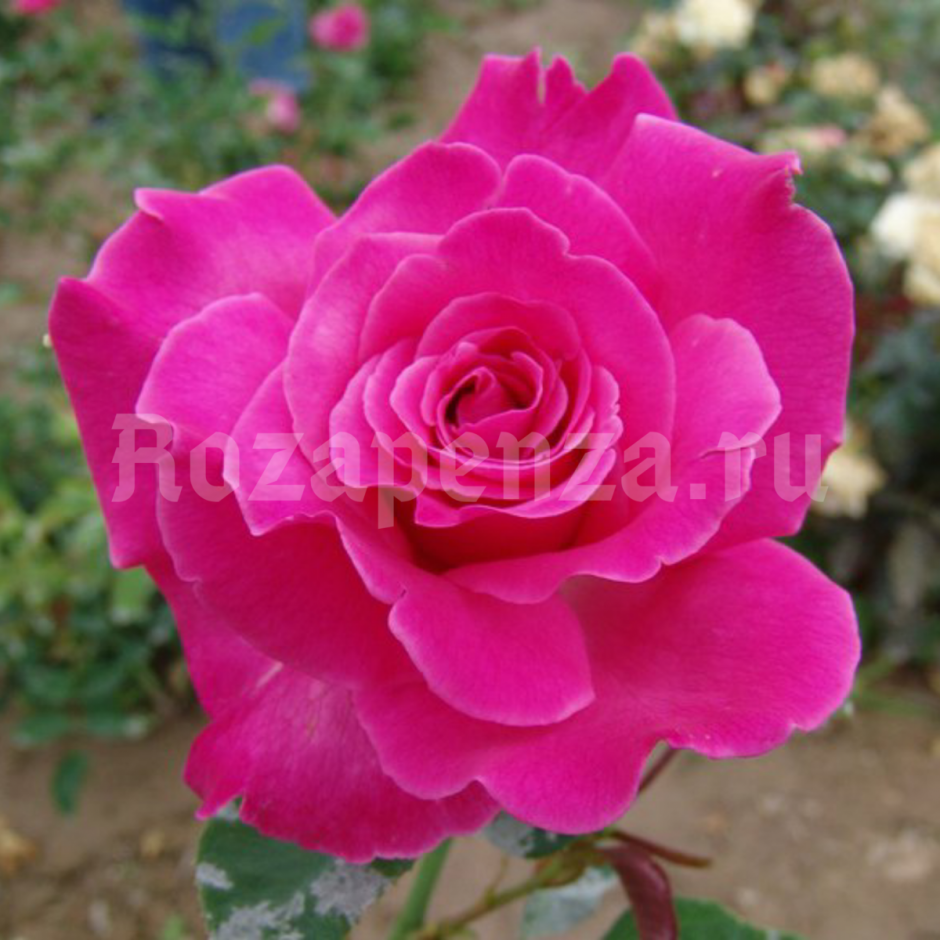 Роза грандифлора каприз де Мейан