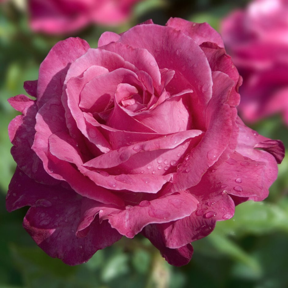 Роза чайно-гибридная каприз де Мейян