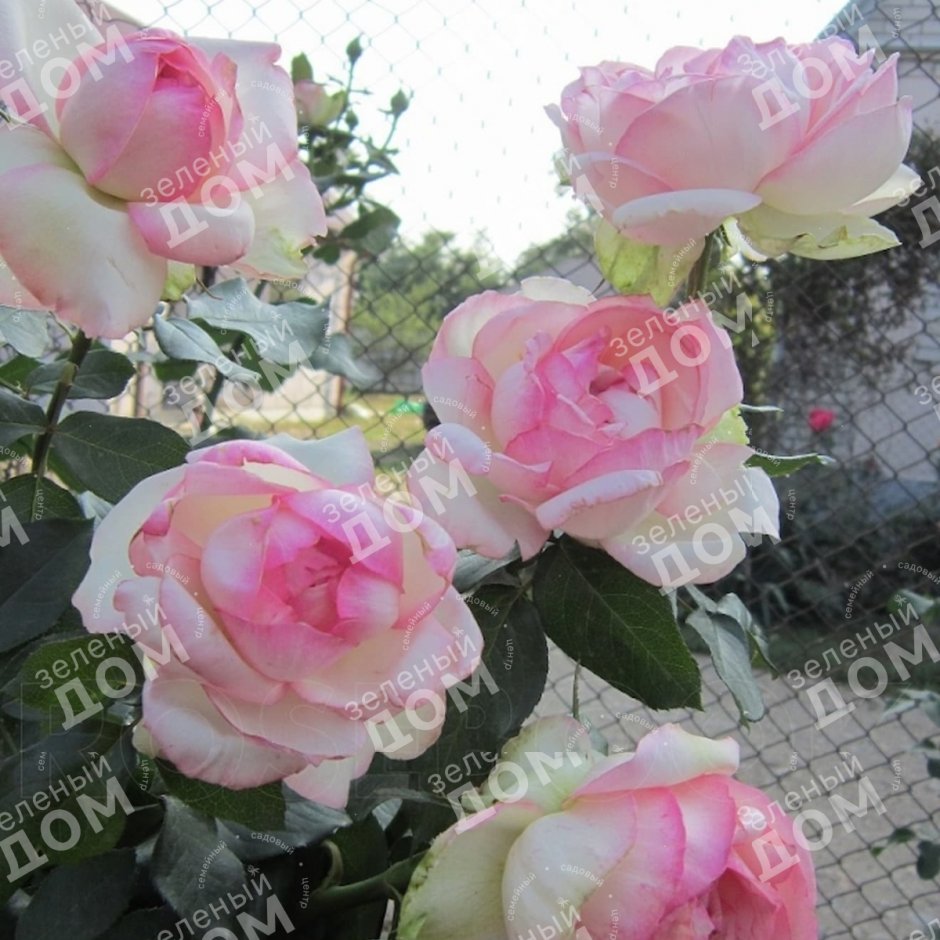 Роза чайно-гибридная Оноре де Бальзак
