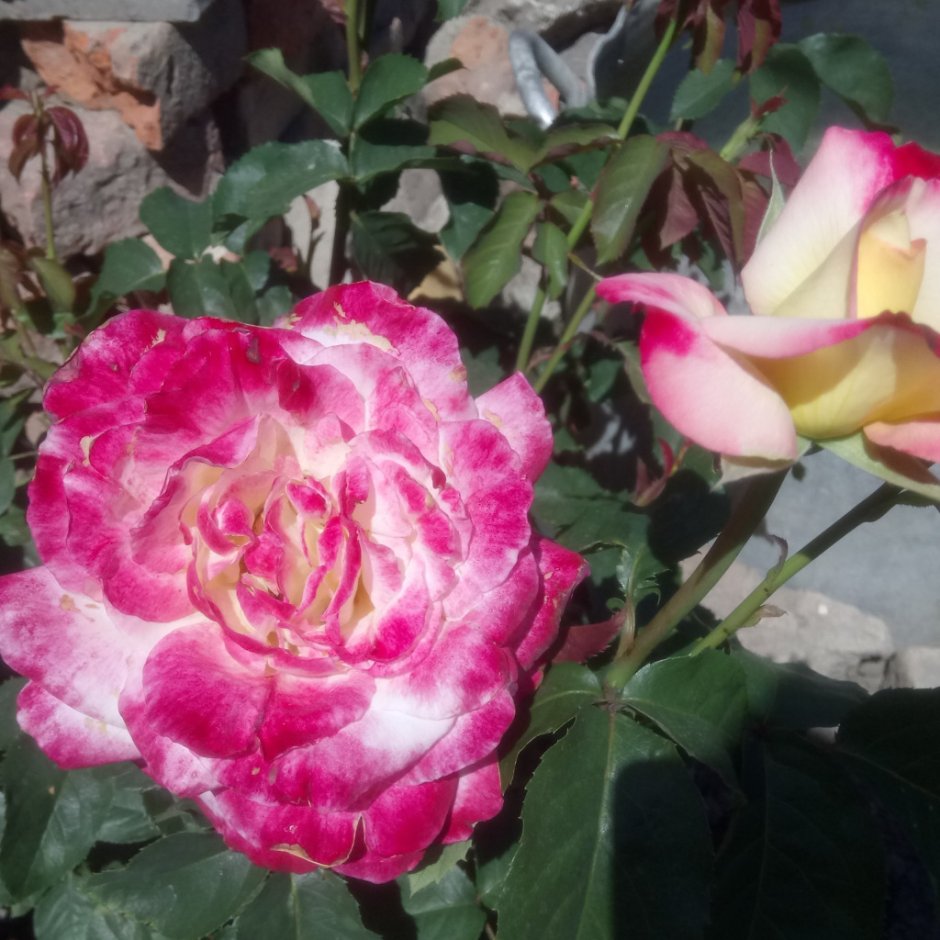 Полиантовая роза де Капо