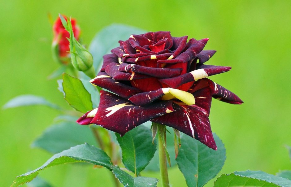 Роза абракадабра розовая