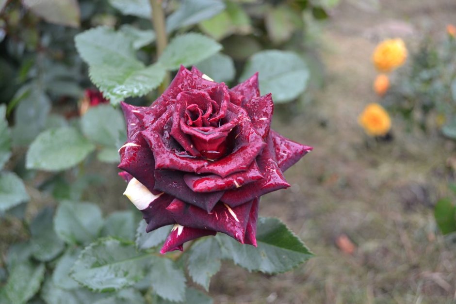 Роза фокус покус (Phocus Pocus)