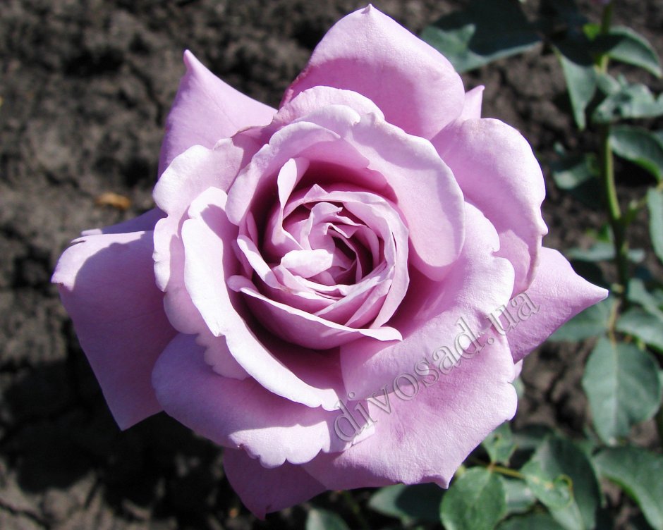 Роза чайно-гибридная Стерлинг