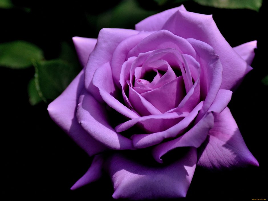 Роза с фиолетовым краем
