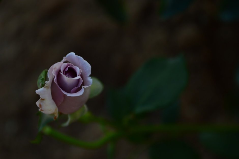 Стерлинг Сенсейшн (Sterling Sensation) роза