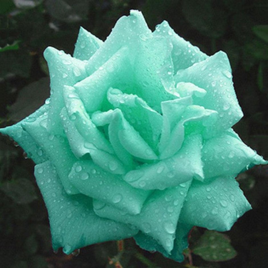 Голубые розы Тиффани