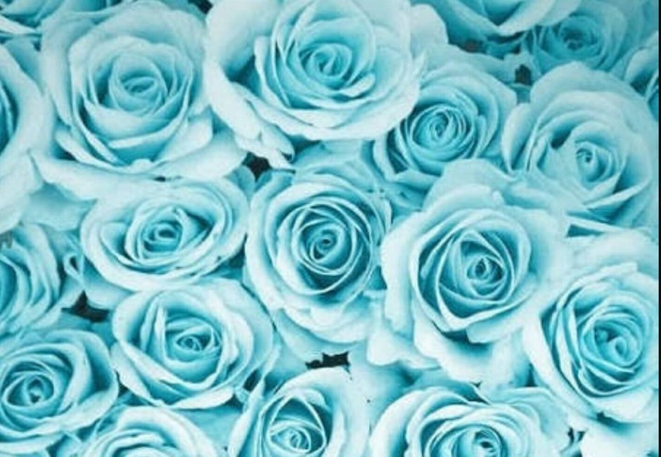 Голубые розы фон