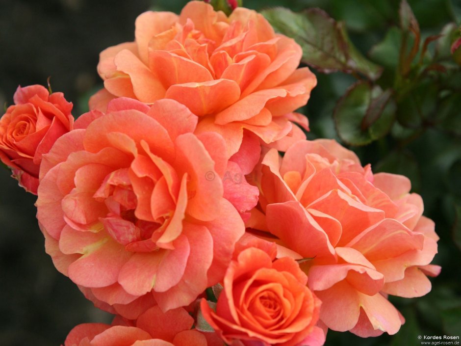 Роза флорибунда Ламбада