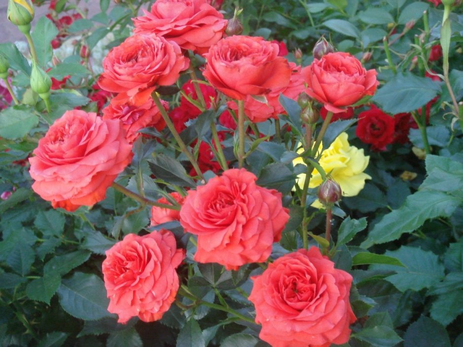 Роза шраб Ламбада
