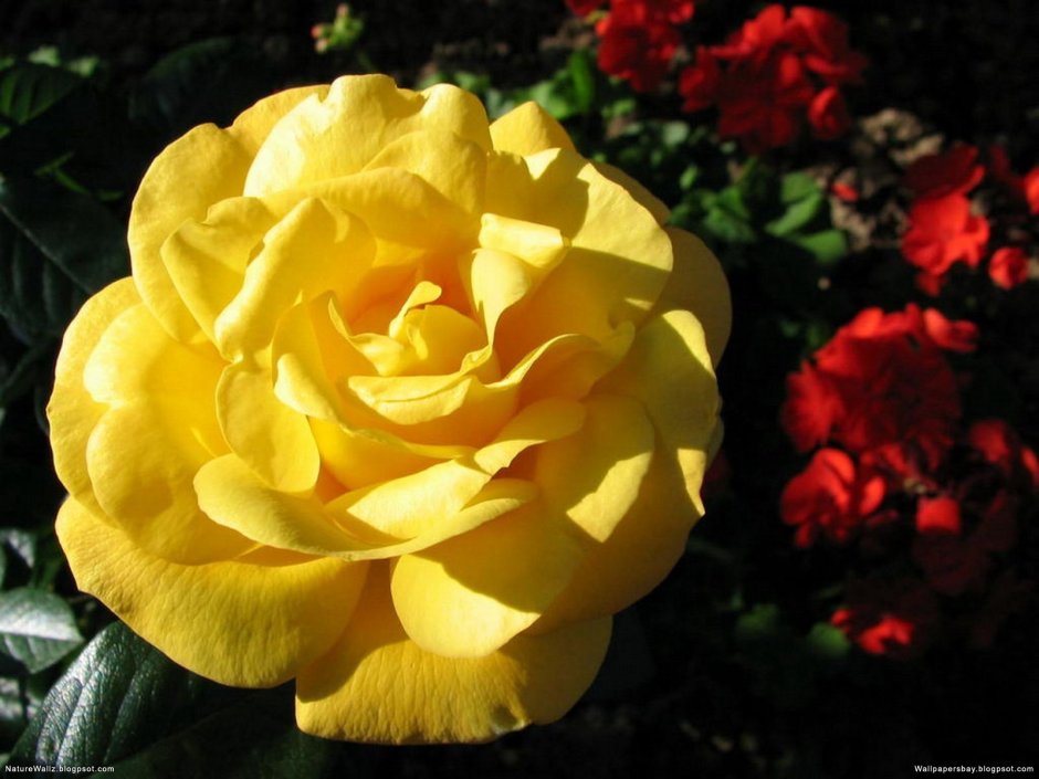 Сорта желтых роз в саду