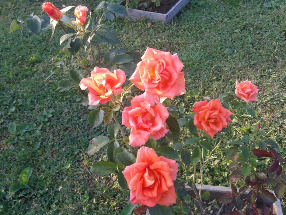 Ламбада Lambada роза